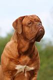 DOGUE DE BORDEAUX 013